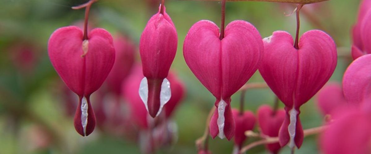 ESG Bleeding heart